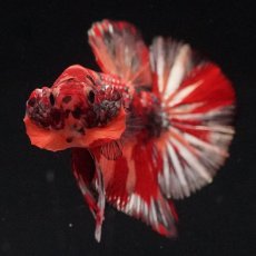 画像3: HMPK　キャンディカッパー (3)