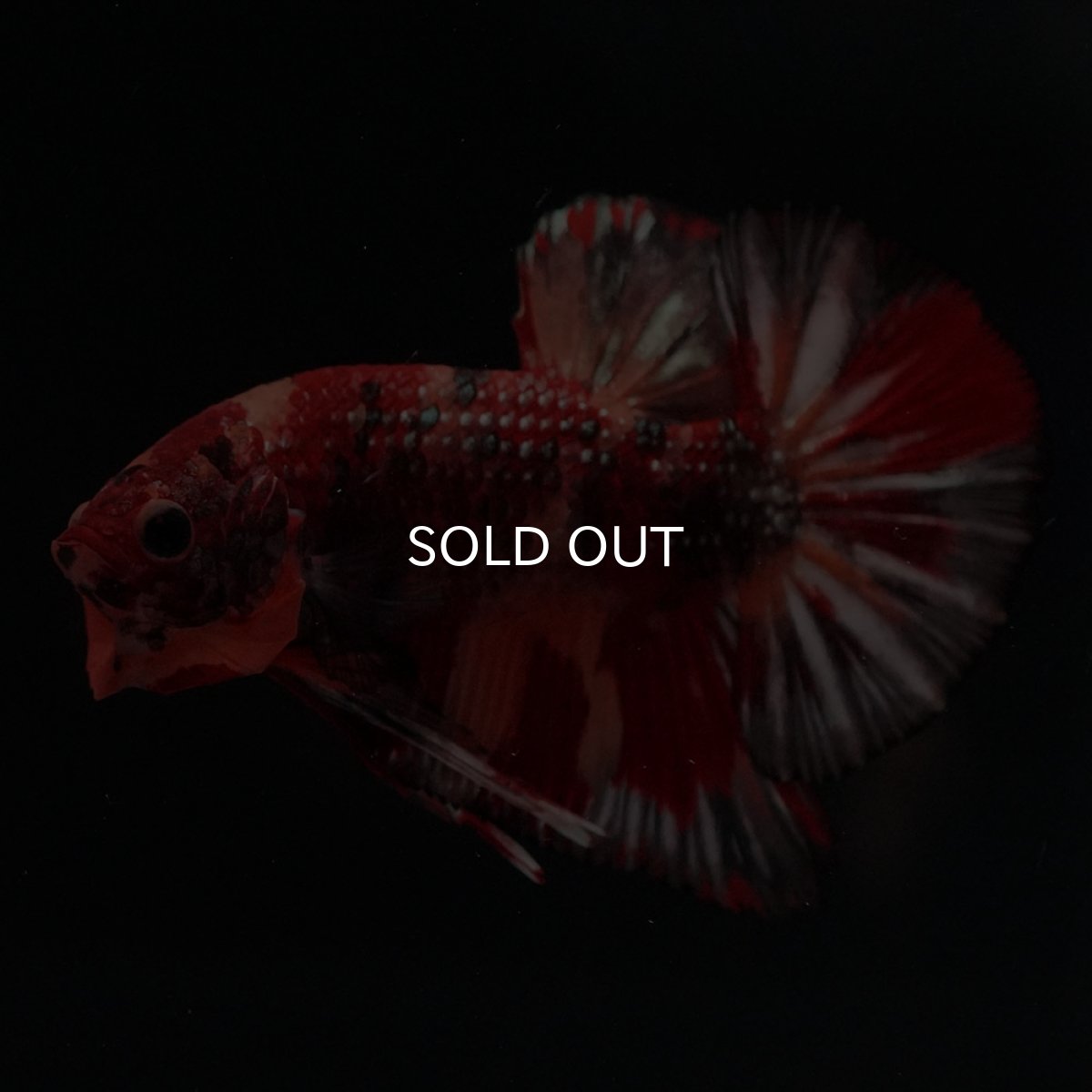 画像6: HMPK　キャンディカッパー (6)