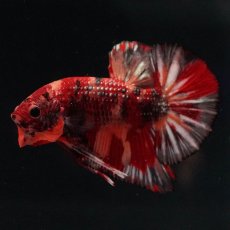 画像6: HMPK　キャンディカッパー (6)