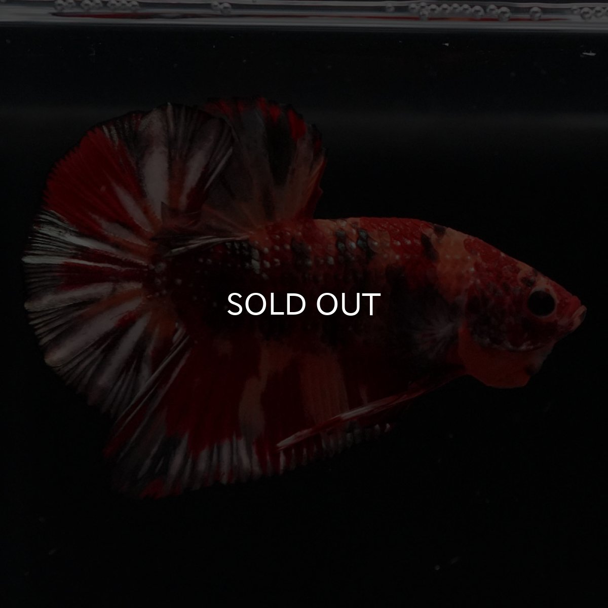 画像9: HMPK　キャンディカッパー (9)