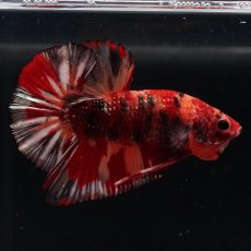 画像9: HMPK　キャンディカッパー (9)