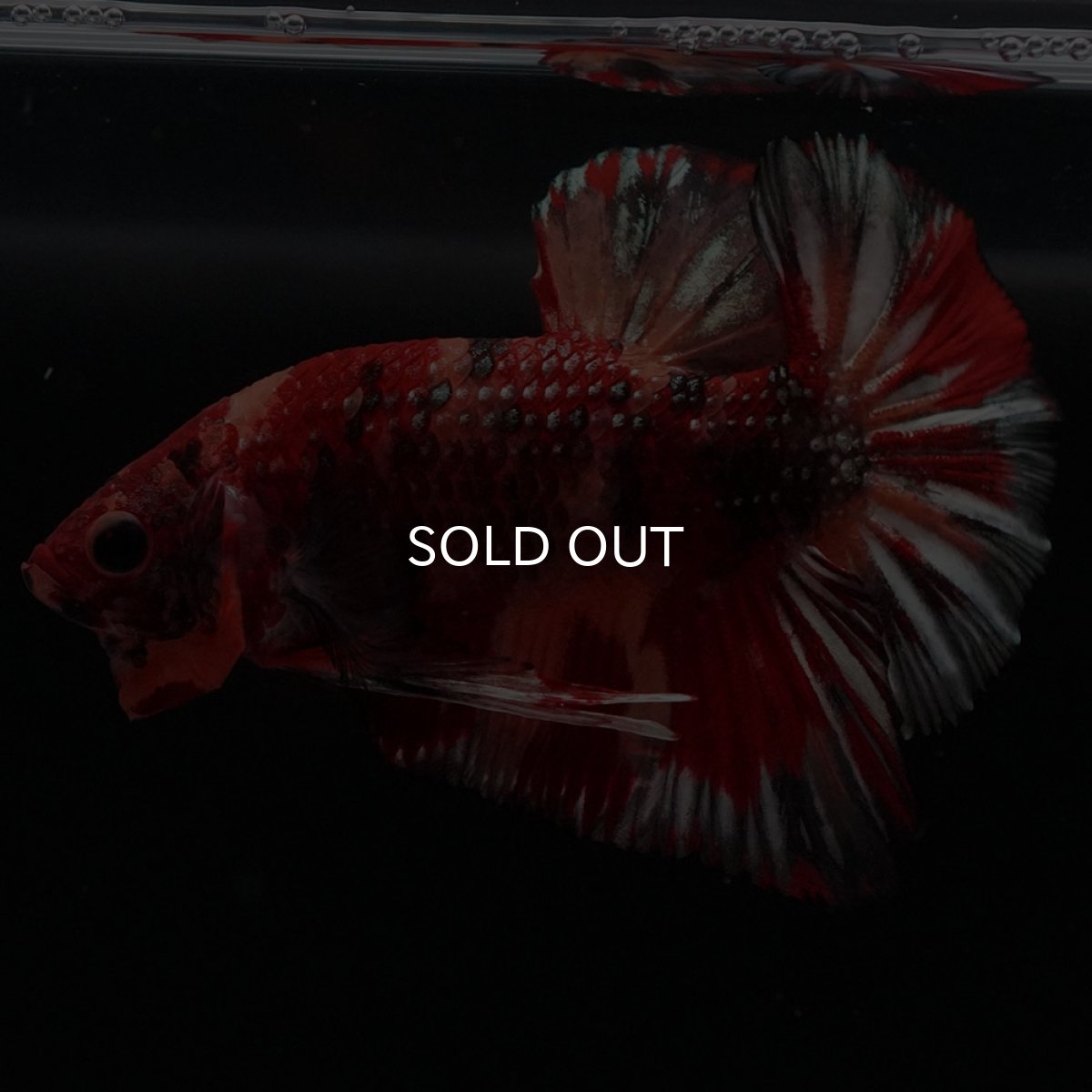 画像8: HMPK　キャンディカッパー (8)