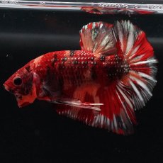 画像8: HMPK　キャンディカッパー (8)