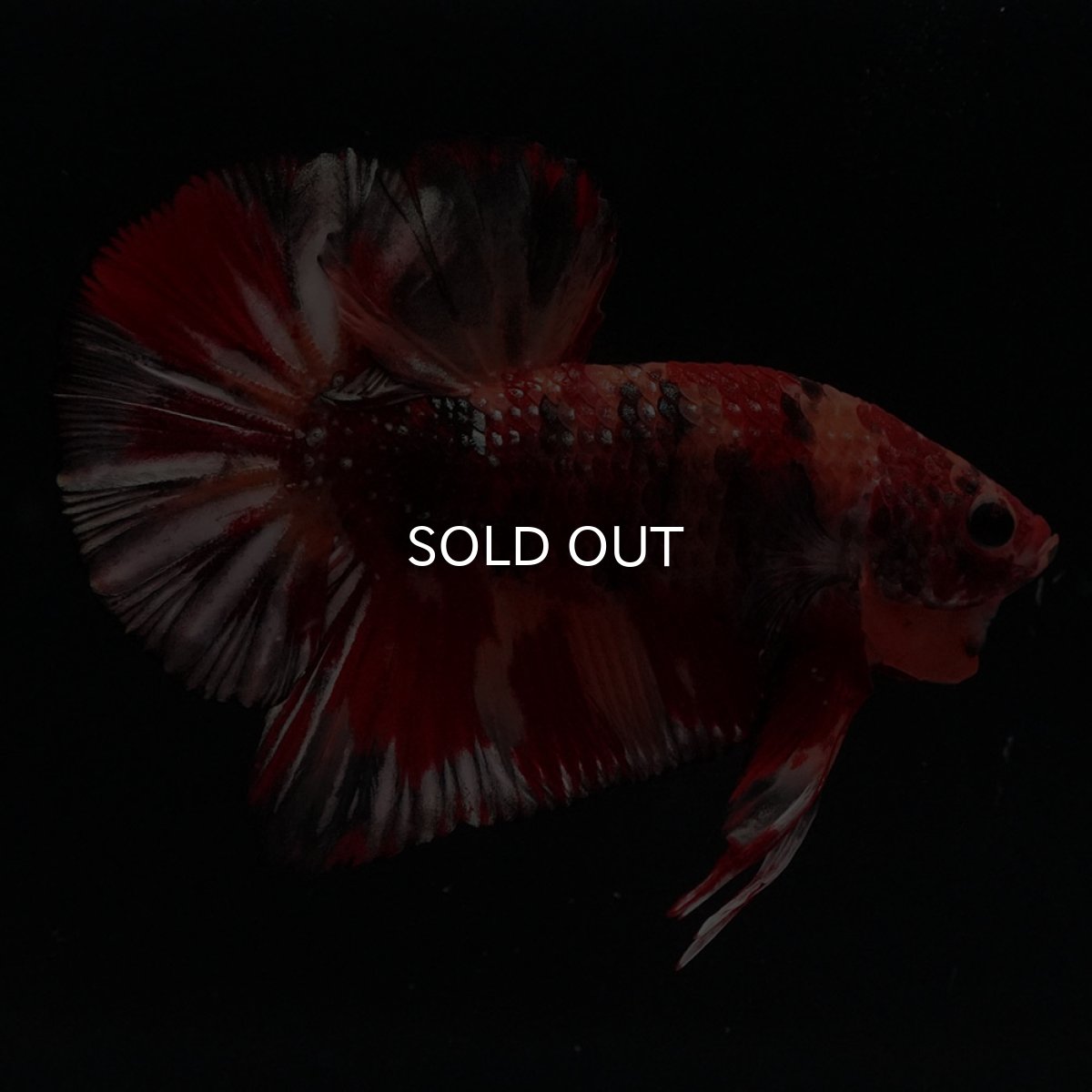 画像1: HMPK　キャンディカッパー (1)