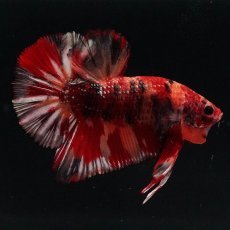 画像1: HMPK　キャンディカッパー (1)