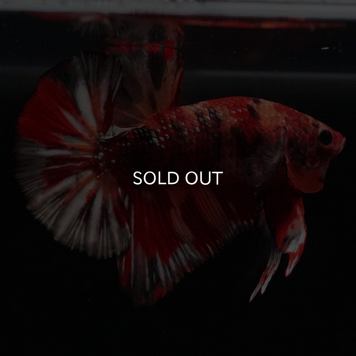 画像7: HMPK　キャンディカッパー (7)