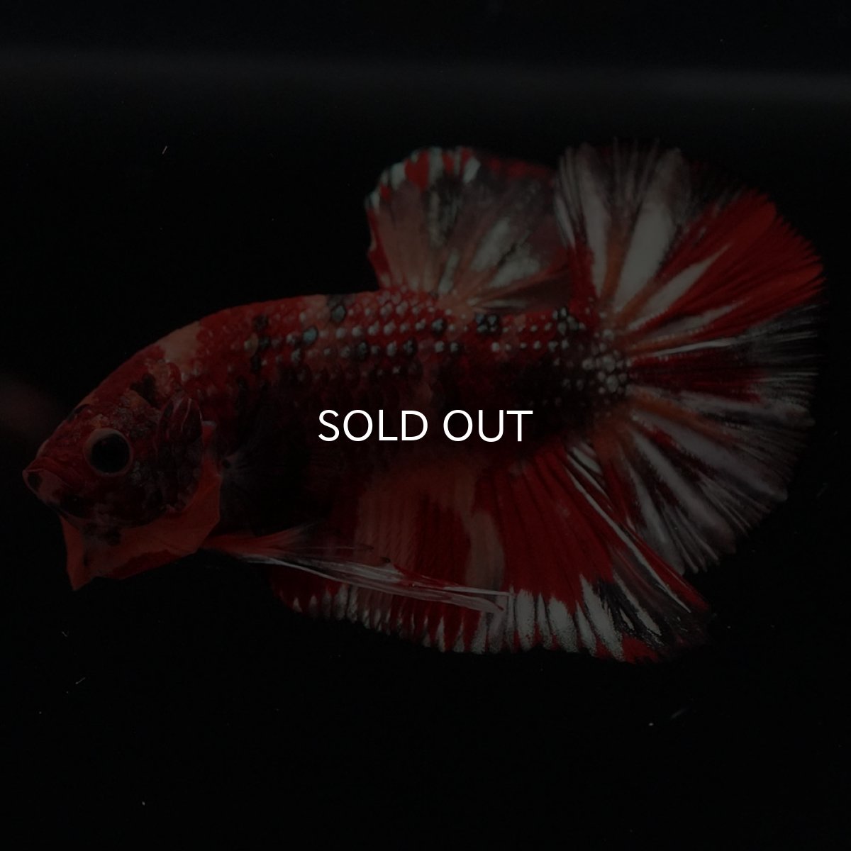 画像4: HMPK　キャンディカッパー (4)