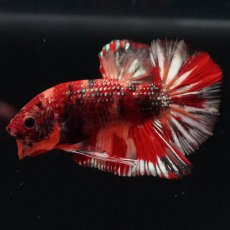 画像4: HMPK　キャンディカッパー (4)