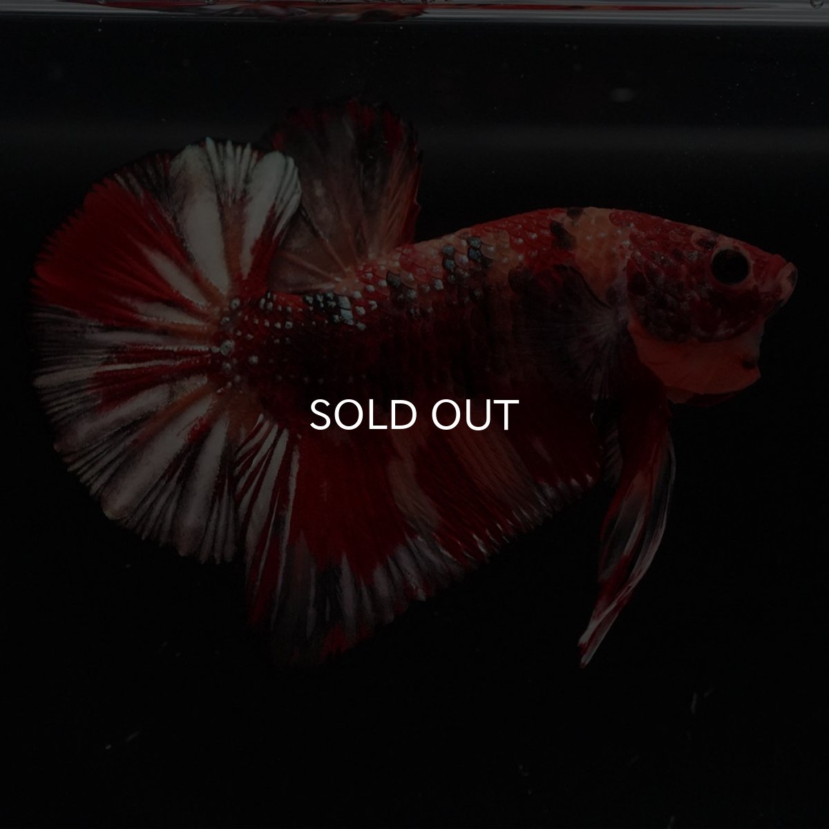 画像5: HMPK　キャンディカッパー (5)