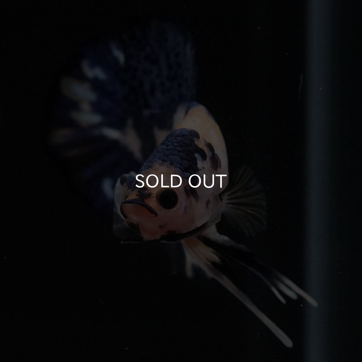 画像3: HMPK　イエロータイガー (3)