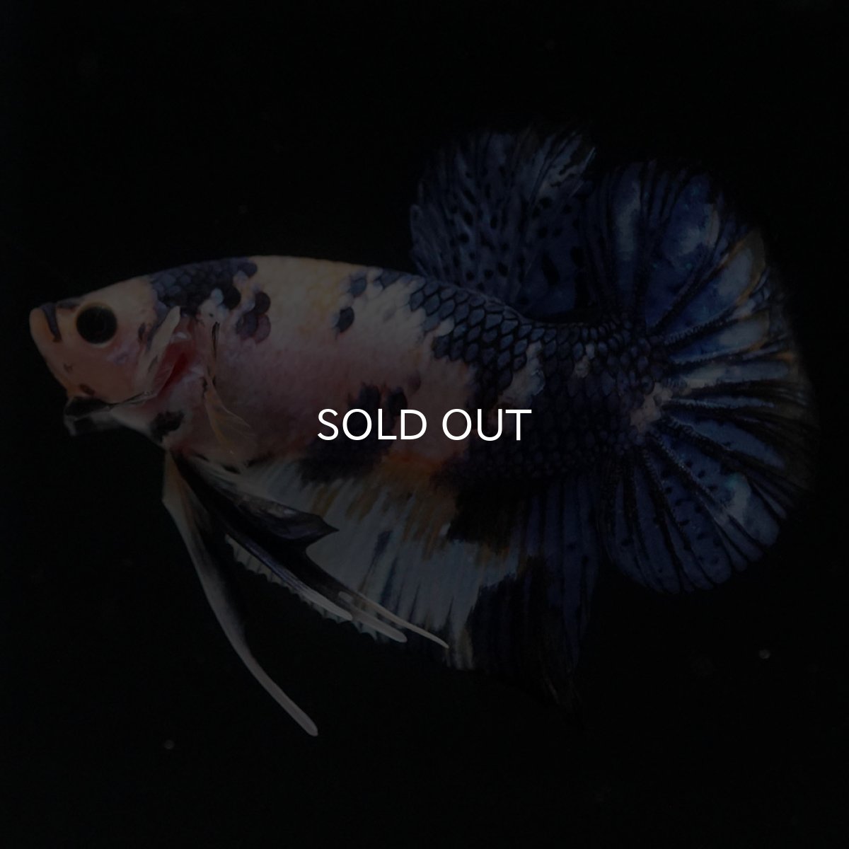 画像1: HMPK　イエロータイガー (1)