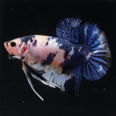 画像1: HMPK　イエロータイガー (1)