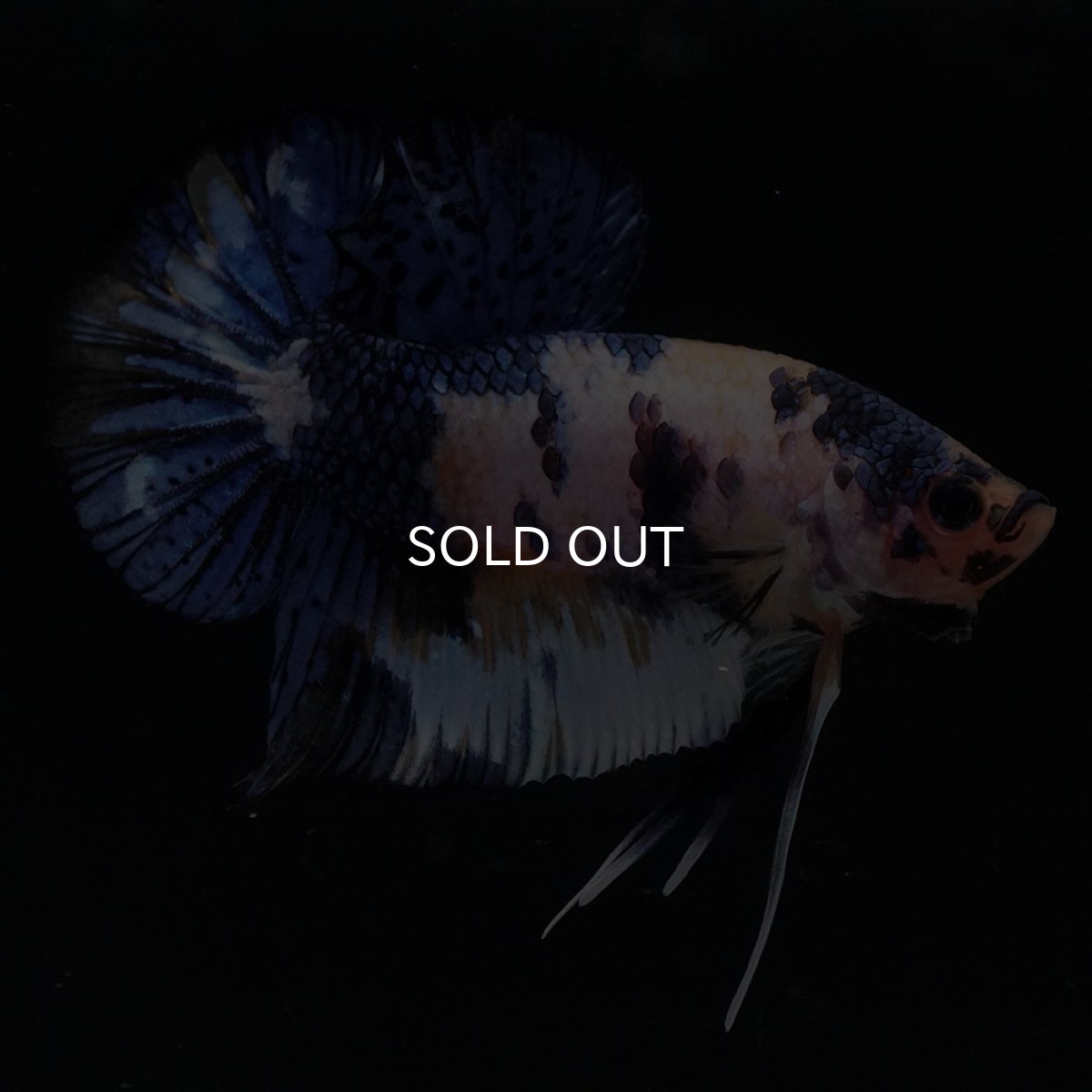 画像7: HMPK　イエロータイガー (7)