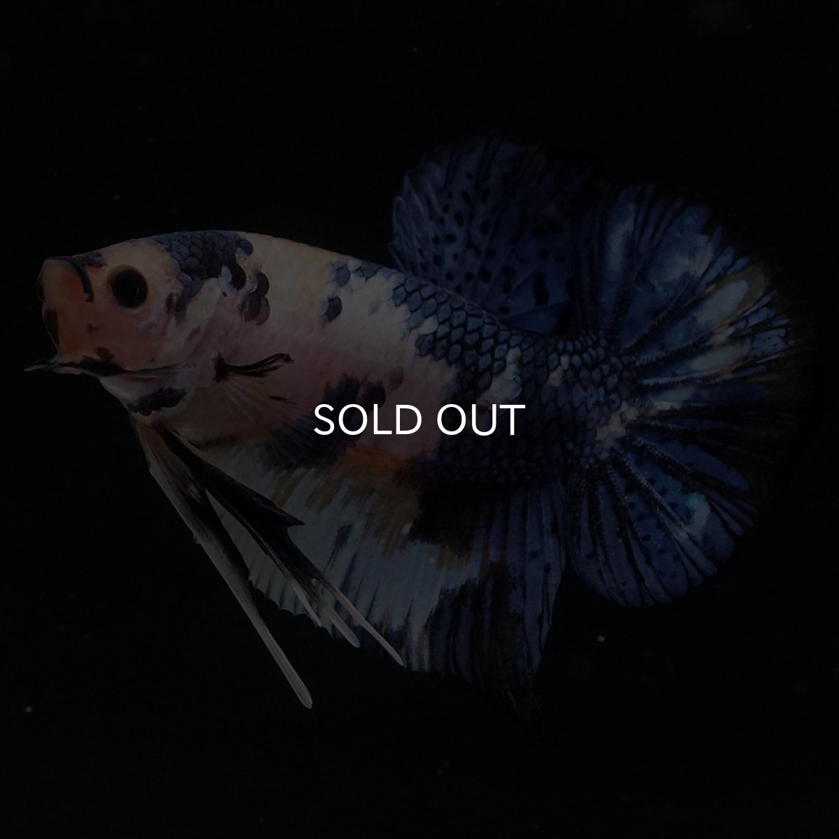 画像9: HMPK　イエロータイガー (9)