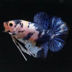 画像9: HMPK　イエロータイガー (9)