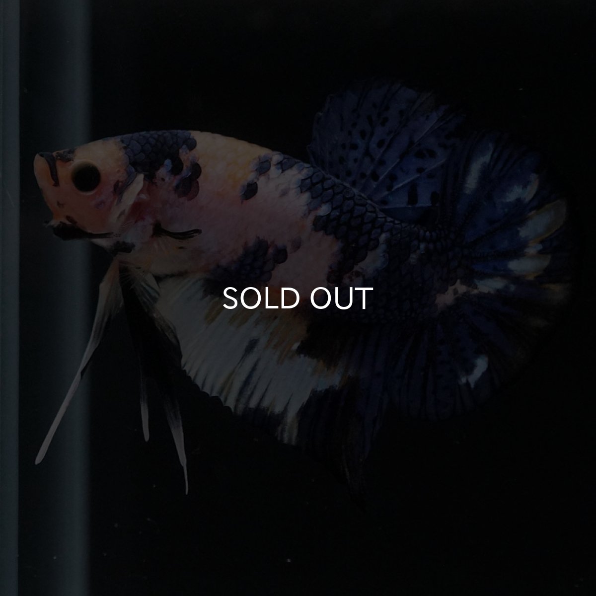 画像8: HMPK　イエロータイガー (8)