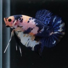 画像8: HMPK　イエロータイガー (8)