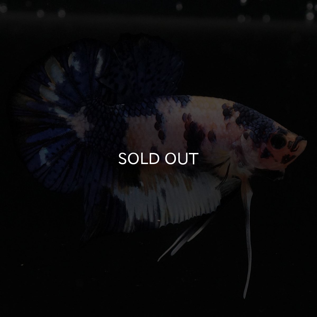 画像2: HMPK　イエロータイガー (2)