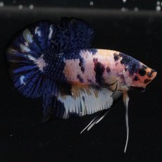 画像2: HMPK　イエロータイガー (2)