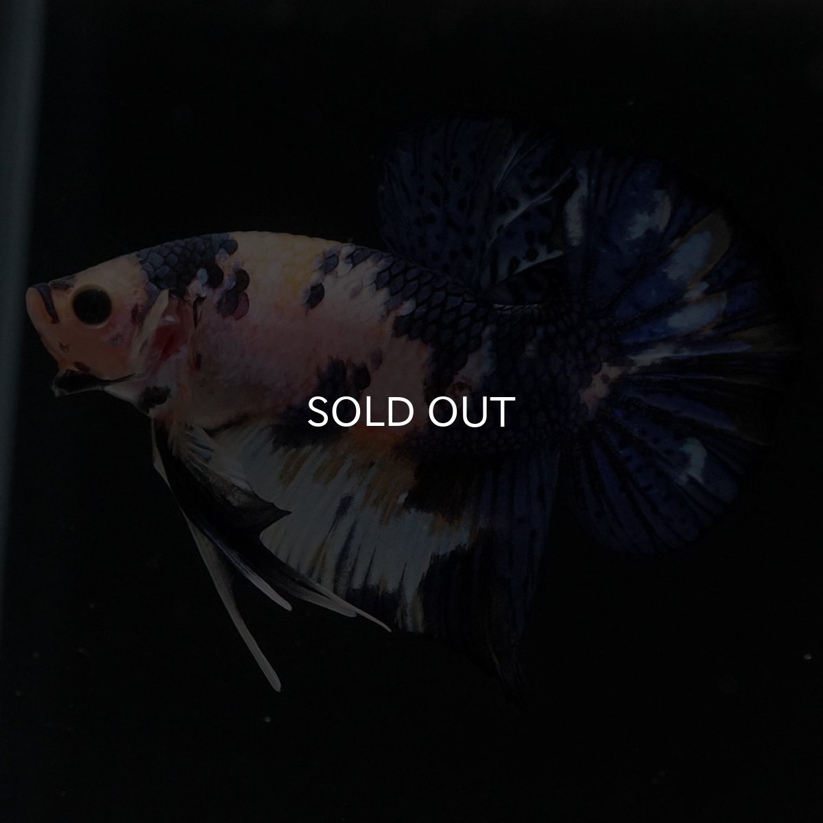 画像6: HMPK　イエロータイガー (6)