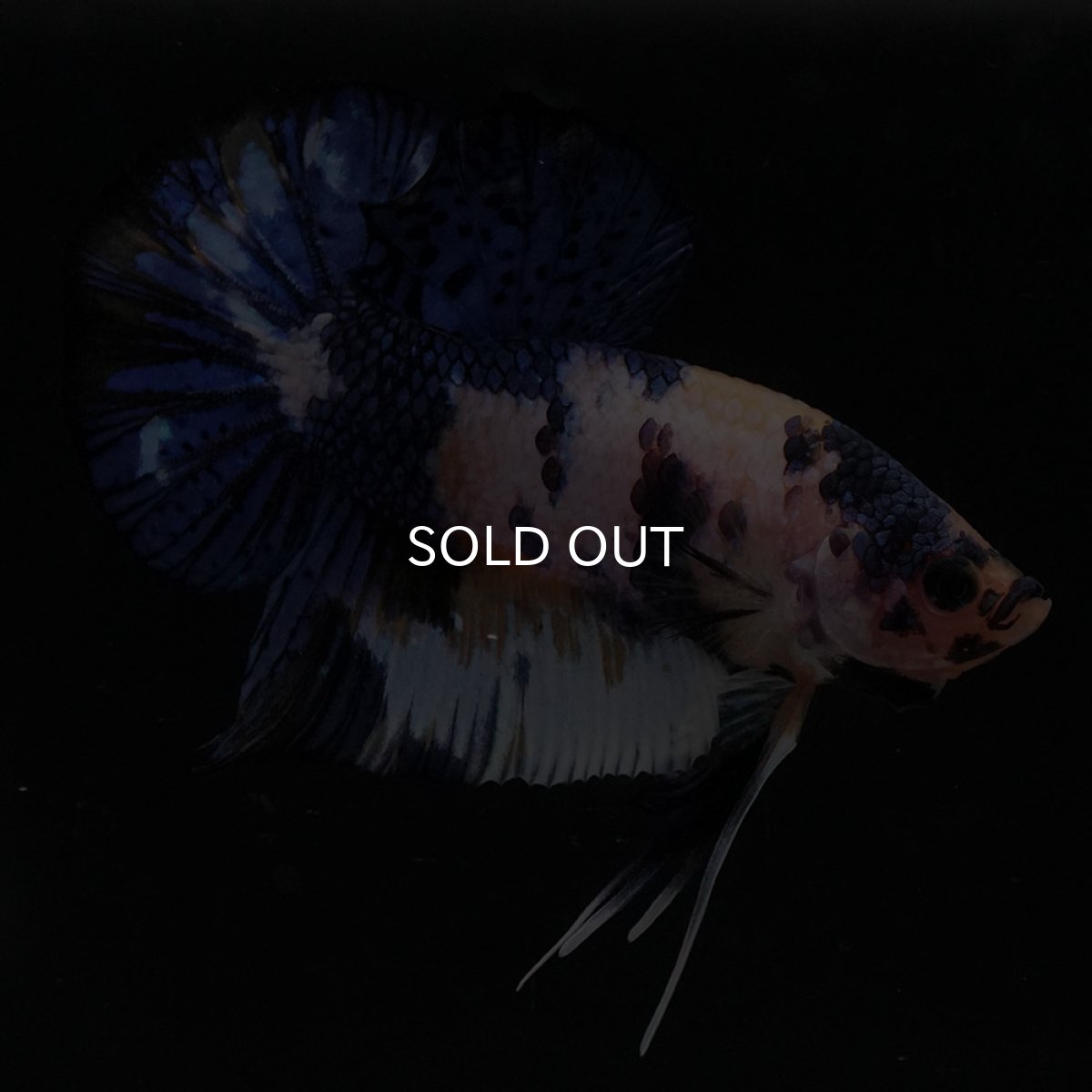 画像5: HMPK　イエロータイガー (5)