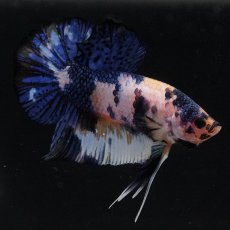 画像5: HMPK　イエロータイガー (5)