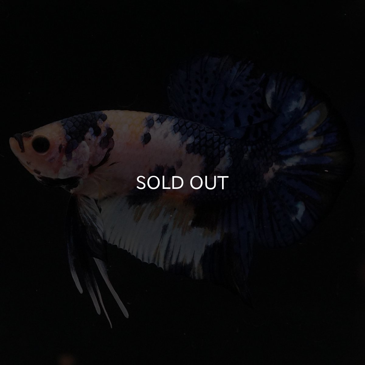 画像4: HMPK　イエロータイガー (4)