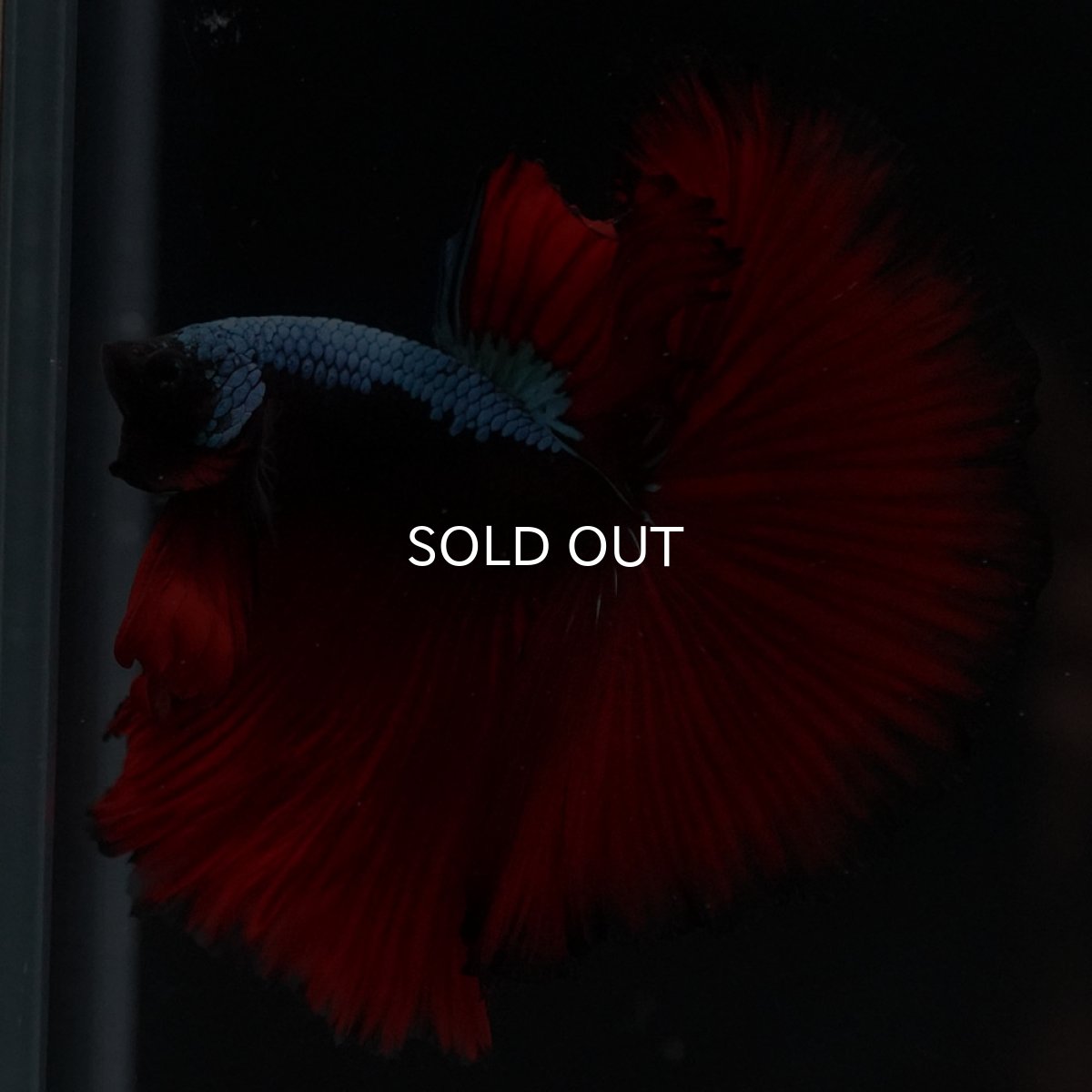 画像6: HM　ブラックスター (6)