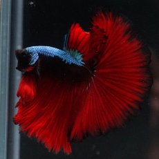 画像6: HM　ブラックスター (6)