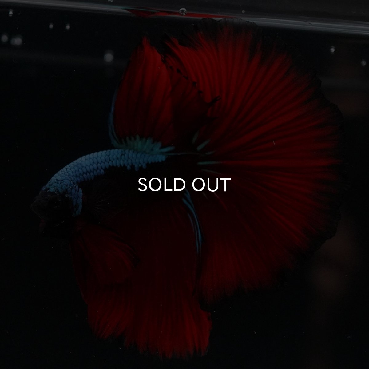 画像3: HM　ブラックスター (3)