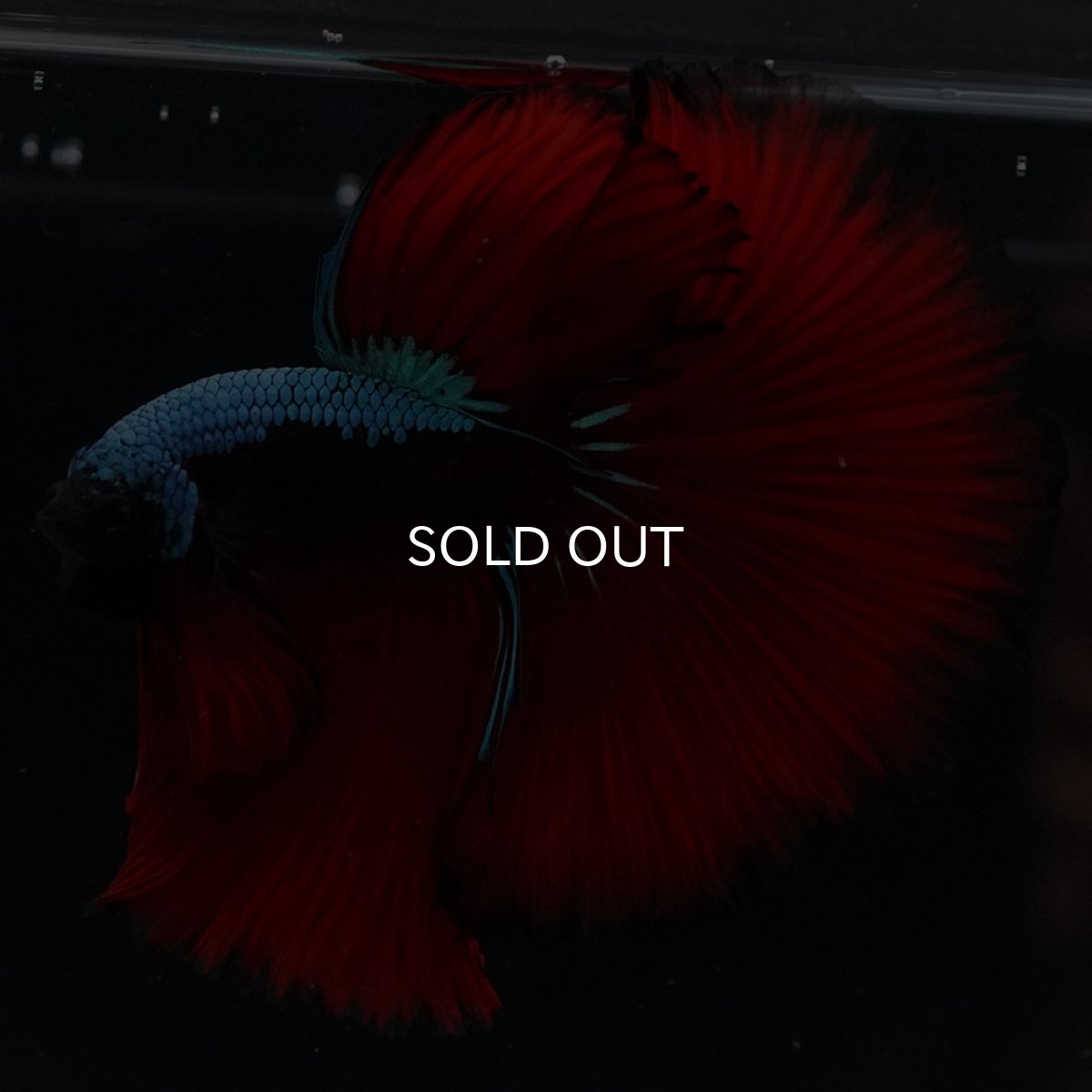 画像1: HM　ブラックスター (1)