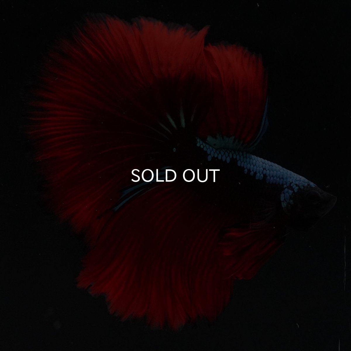 画像5: HM　ブラックスター (5)