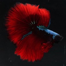 画像5: HM　ブラックスター (5)