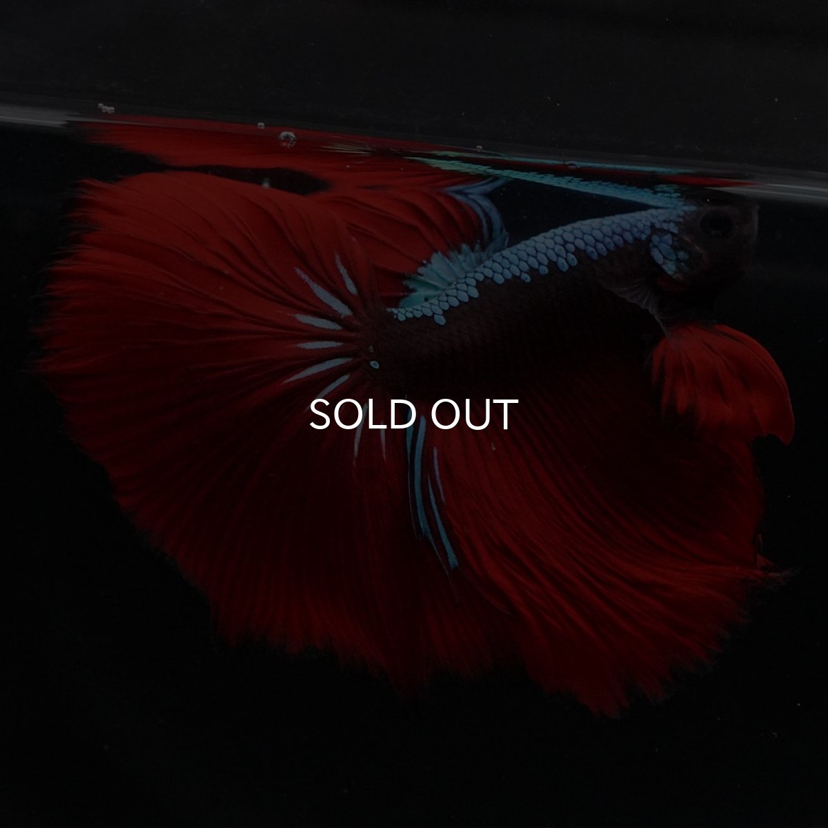 画像4: HM　ブラックスター (4)