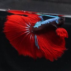 画像4: HM　ブラックスター (4)