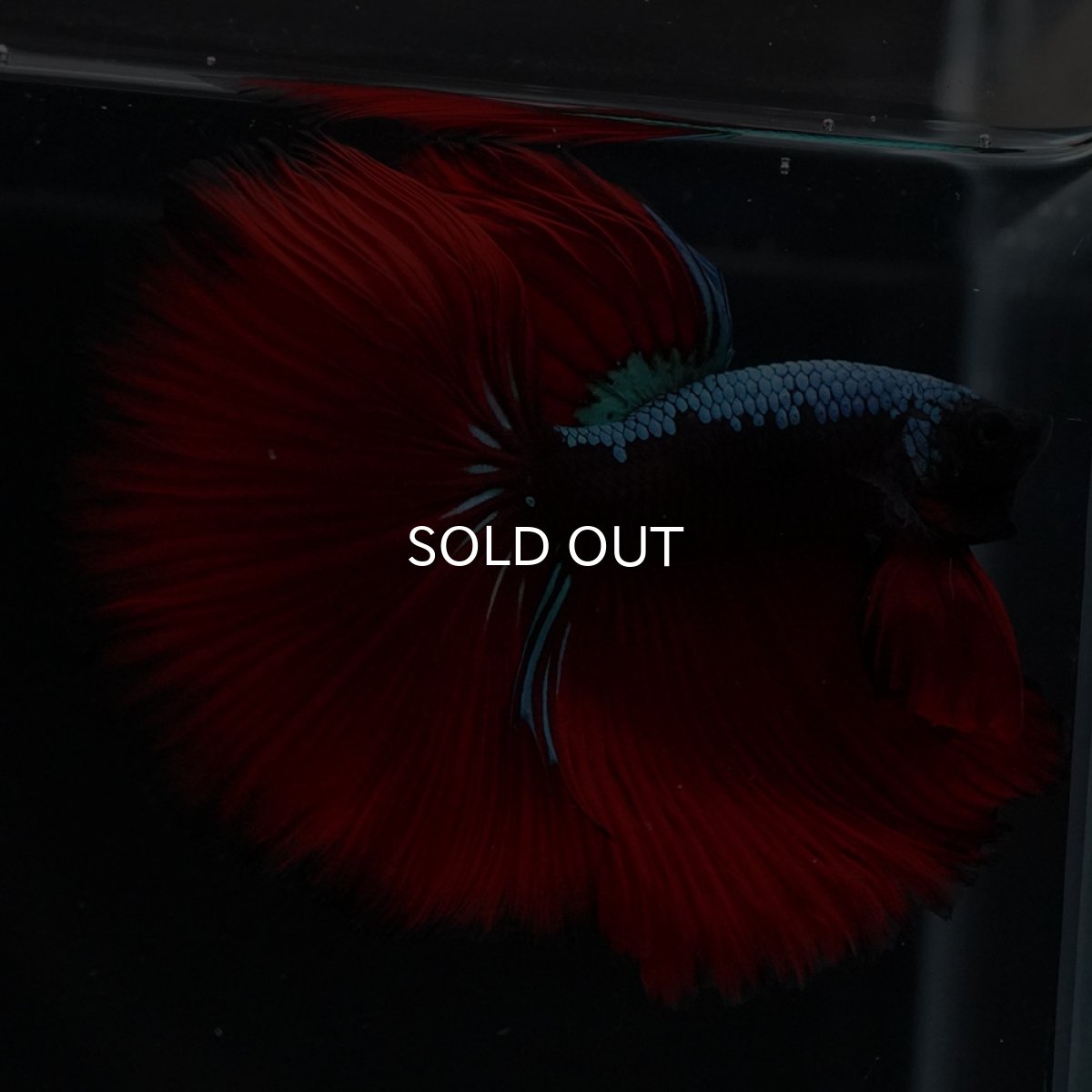 画像2: HM　ブラックスター (2)