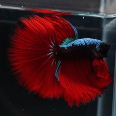 画像2: HM　ブラックスター (2)