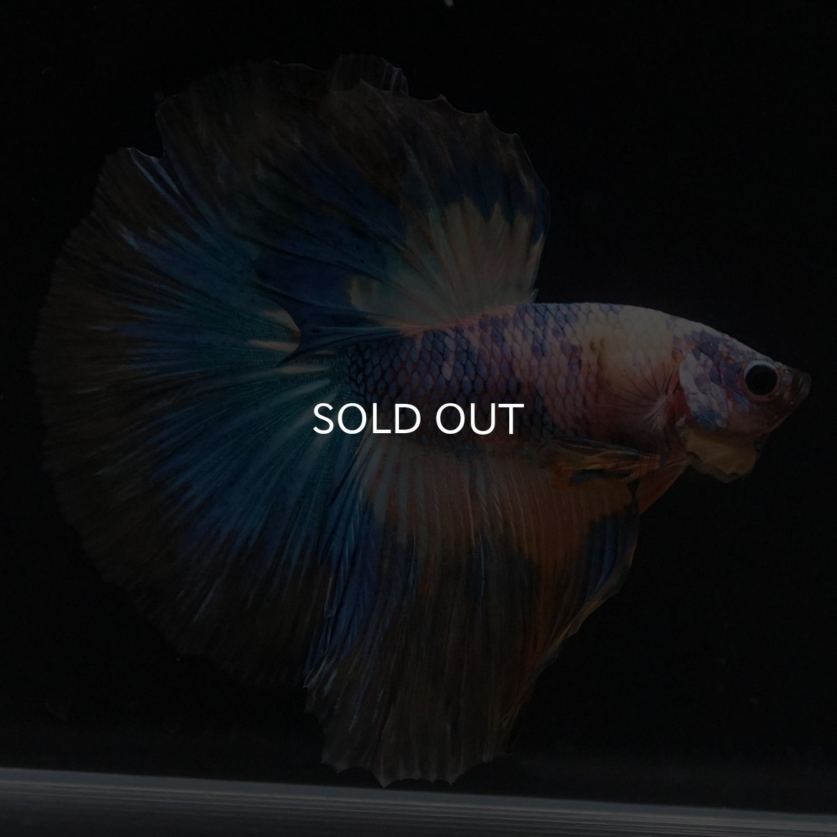 画像2: HM　イエロータイガー (2)