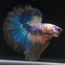 画像2: HM　イエロータイガー (2)