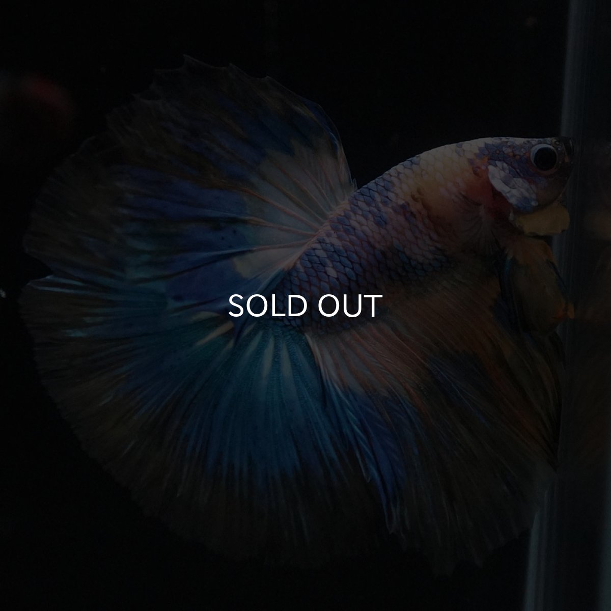 画像4: HM　イエロータイガー (4)