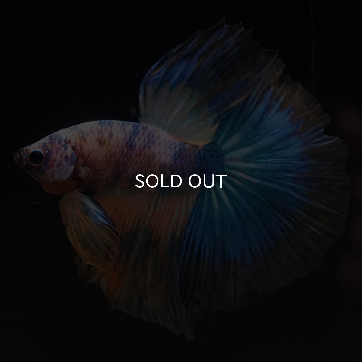 画像1: HM　イエロータイガー (1)