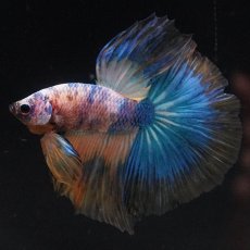 画像1: HM　イエロータイガー (1)