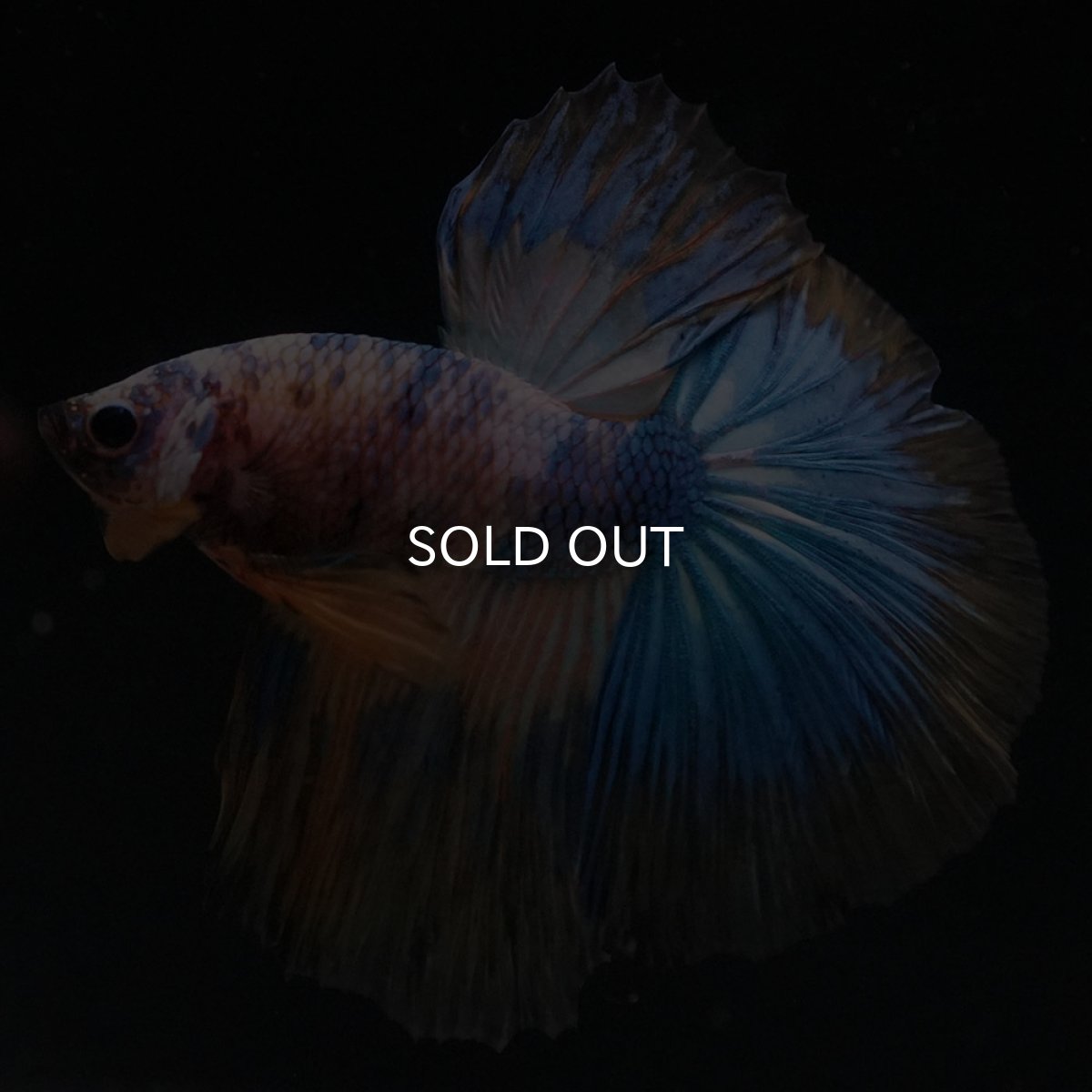 画像5: HM　イエロータイガー (5)