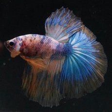 画像5: HM　イエロータイガー (5)