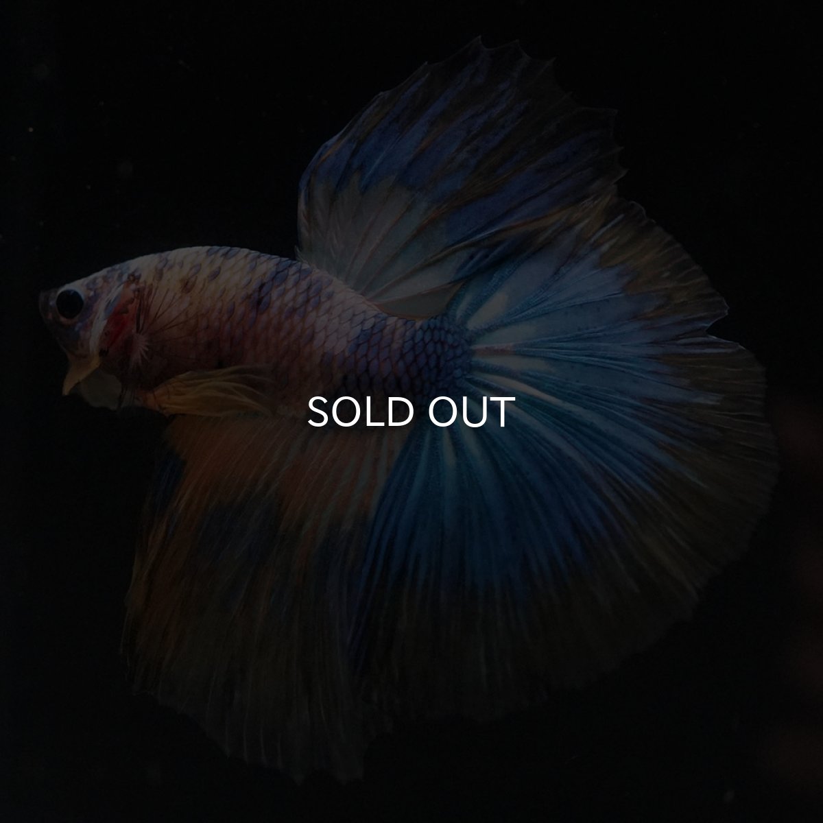 画像3: HM　イエロータイガー (3)