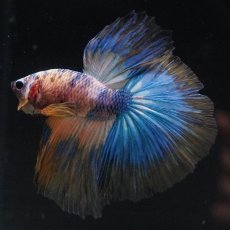 画像3: HM　イエロータイガー (3)