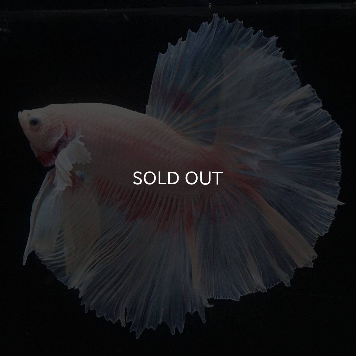 画像1: HMダンボ　ファンシー (1)