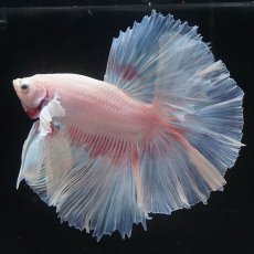 画像1: HMダンボ　ファンシー (1)