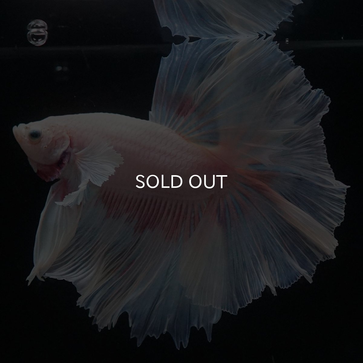 画像8: HMダンボ　ファンシー (8)