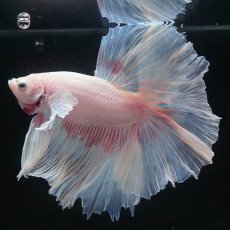 画像8: HMダンボ　ファンシー (8)